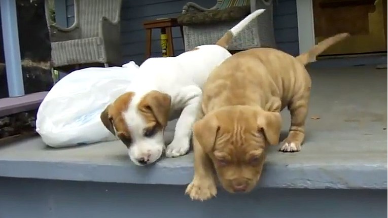 VIDEO Psi u borbi sa stepenicama